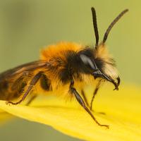 Tawny Mining Bee Male 6 